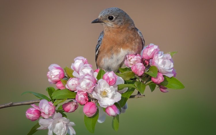 цветы, фон, птица, весна, яблоня, лазоревка, flowers, background, bird, spring, apple, blue tit