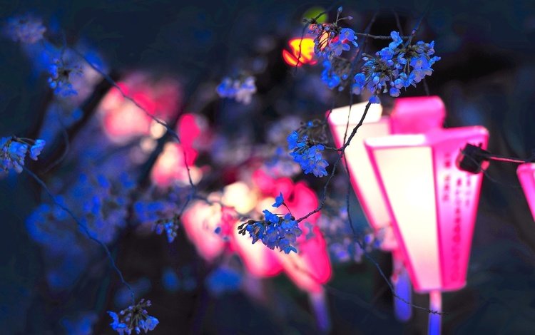 цветы, фонари, вечер, цветение, ветки, япония, весна, сакура, flowers, lights, the evening, flowering, branches, japan, spring, sakura