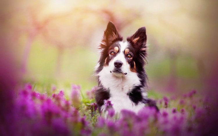 цветы, собака, весна, бордер-колли, kristýna kvapilová, flowers, dog, spring, the border collie