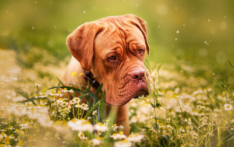 французский мастиф, цветы, трава, природа, собака, ромашки, животное, пес, бордоский дог, дог, french mastiff, flowers, grass, nature, dog, chamomile, animal, dogue de bordeaux