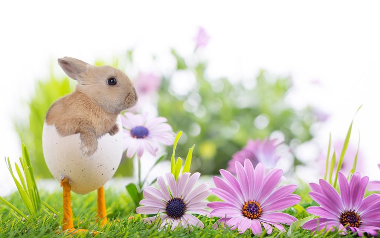 цветы, скорлупа, трава, природа, весна, ножки, кролик, пасха, праздник, flowers, shell, grass, nature, spring, legs, rabbit, easter, holiday