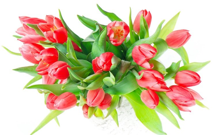 цветы, букет, тюльпаны, белый фон, flowers, bouquet, tulips, white background