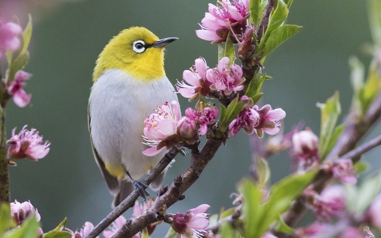 цветы, ветка, природа, птица, весна, белоглазка, flowers, branch, nature, bird, spring, white-eyed
