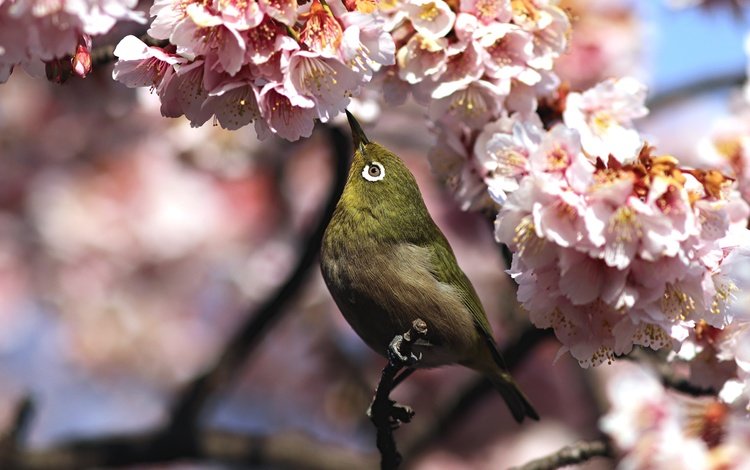 цветы, ветка, птица, весна, белоглазка, flowers, branch, bird, spring, white-eyed