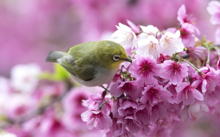 цветы, ветка, птица, весна, сакура, белоглазка, flowers, branch, bird, spring, sakura, white-eyed