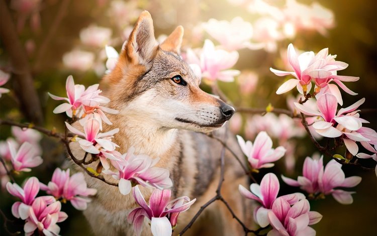 цветы, ветки, собака, весна, магнолия, dackelpuppy, чехословацкая волчья, чехословацкий влчак, chinua, flowers, branches, dog, spring, magnolia, czechoslovakian wolf, czechoslovakian, wolfdog