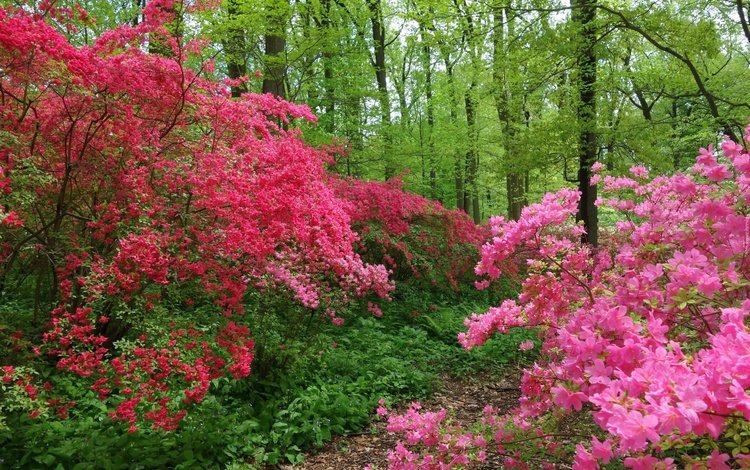 деревья, цветение, лес, швейцария, тропинка, весна, trees, flowering, forest, switzerland, path, spring