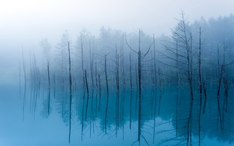 деревья, озеро, отражение, туман, тишина, trees, lake, reflection, fog, silence
