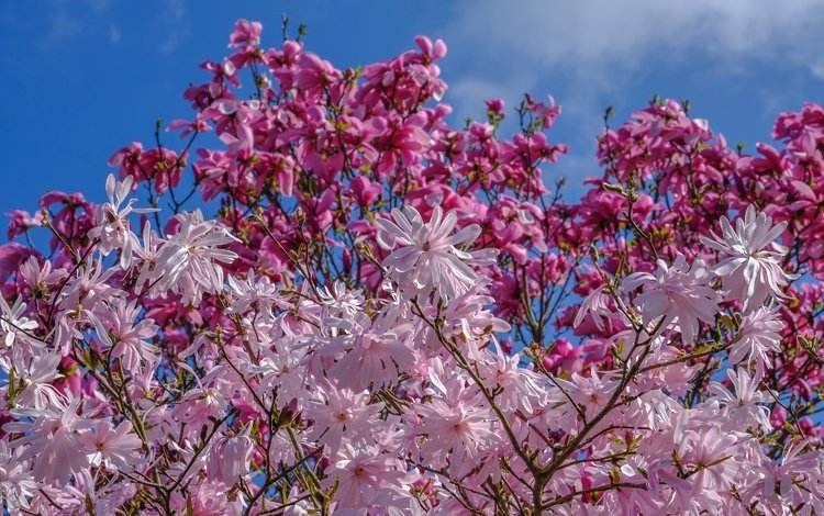 небо, деревья, цветение, весна, магнолия, jazzmatica, the sky, trees, flowering, spring, magnolia
