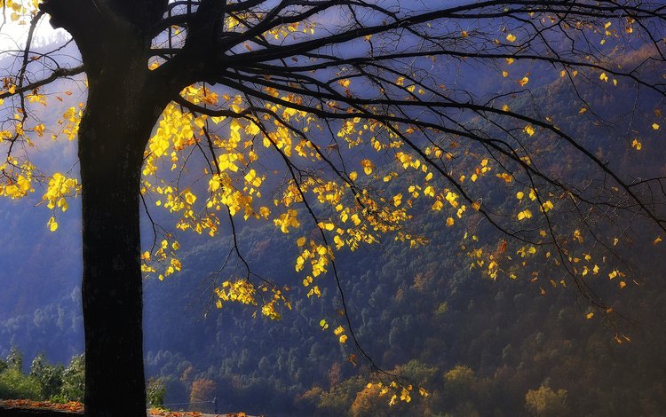 горы, дерево, лес, листья, ветви, осень, желтые, mountains, tree, forest, leaves, branch, autumn, yellow