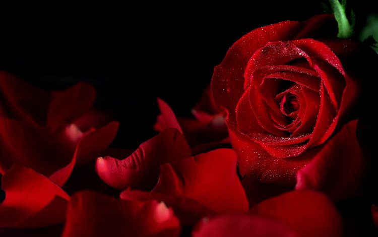макро, цветок, капли, роза, лепестки, красный, черный фон, macro, flower, drops, rose, petals, red, black background