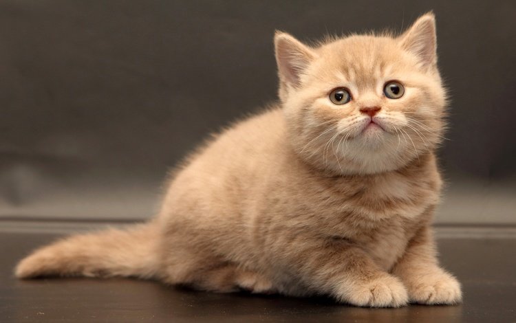 кошка, взгляд, котенок, малыш, британская короткошерстная, британская короткошерстная кошка, cat, look, kitty, baby, british shorthair