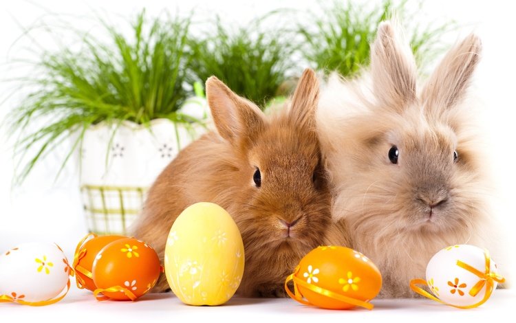 животные, взгляд, ушки, кролики, пасха, яйца, мордочки, animals, look, ears, rabbits, easter, eggs, faces