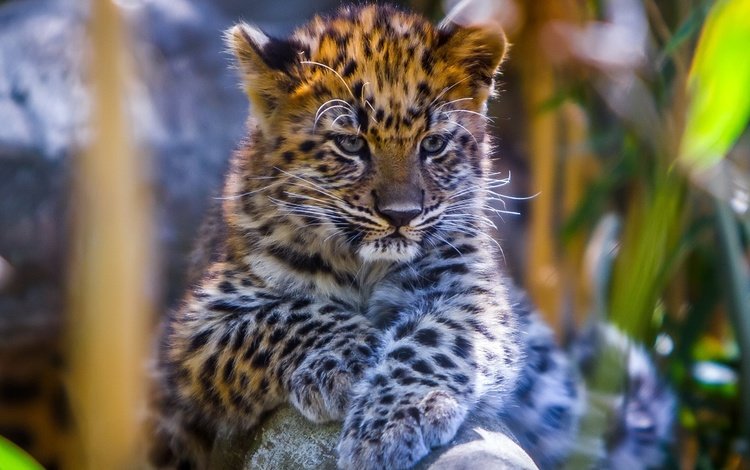 глаза, мордочка, взгляд, леопард, детеныш, eyes, muzzle, look, leopard, cub
