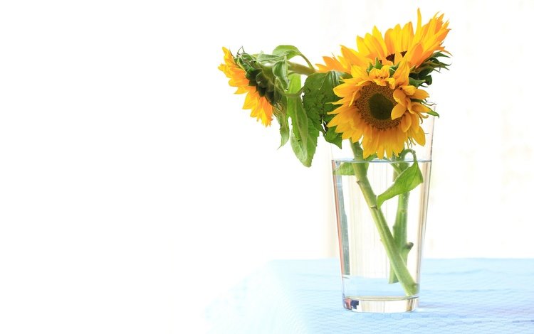 цветы, лепестки, подсолнух, букет, стакан, flowers, petals, sunflower, bouquet, glass