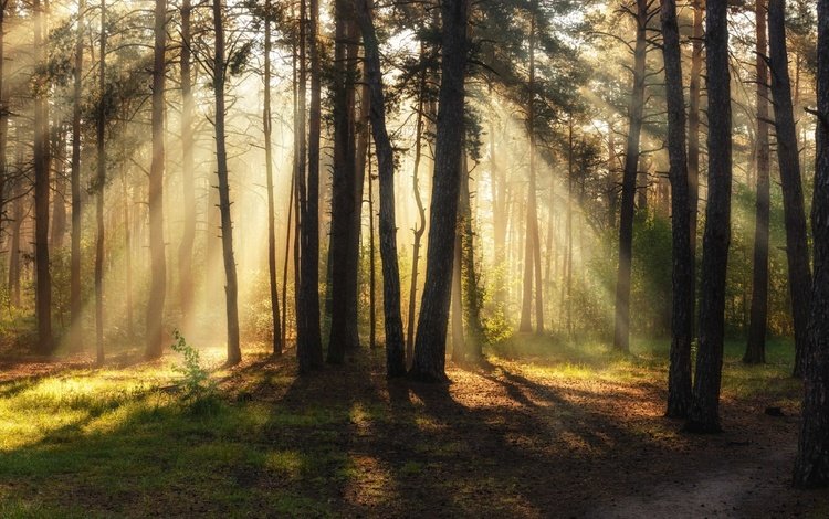 лес, лучи, утро, сосны, солнечный свет, михаил msh, forest, rays, morning, pine, sunlight, michael msh
