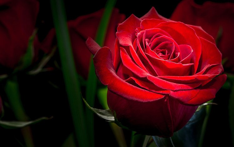 макро, цветок, роза, красная, темный фон, macro, flower, rose, red, the dark background