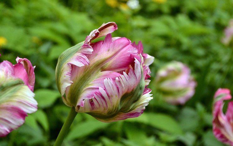 цветы, природа, макро, весна, тюльпаны, боке, flowers, nature, macro, spring, tulips, bokeh