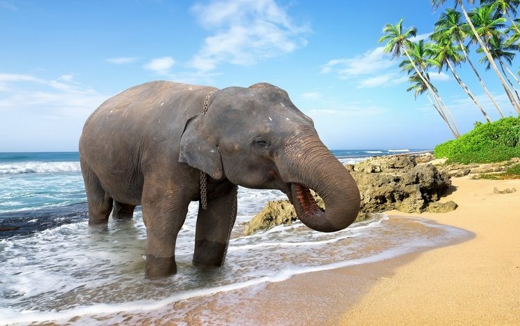 море, животные, песок, пляж, слон, пальмы, купание, sea, animals, sand, beach, elephant, palm trees, bathing