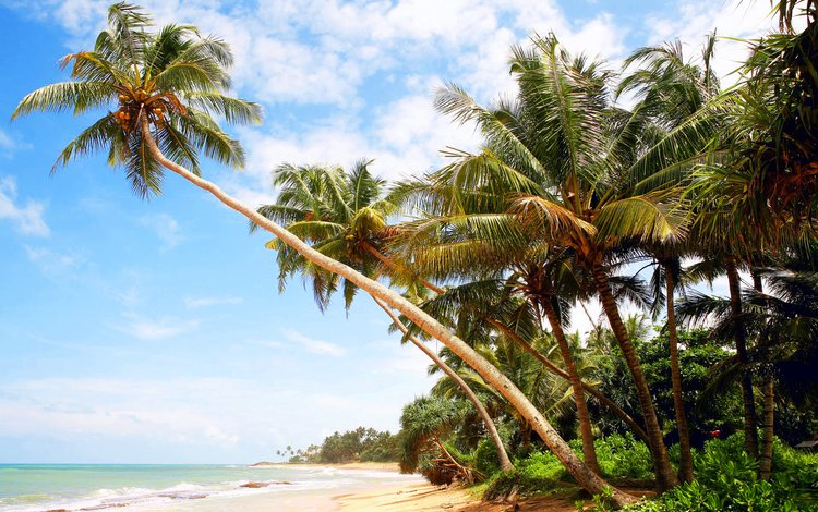 море, пляж, пальмы, отдых, остров, мальдивы, sea, beach, palm trees, stay, island, the maldives