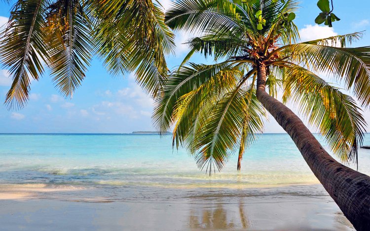 море, пляж, пальмы, отдых, остров, тропики, sea, beach, palm trees, stay, island, tropics