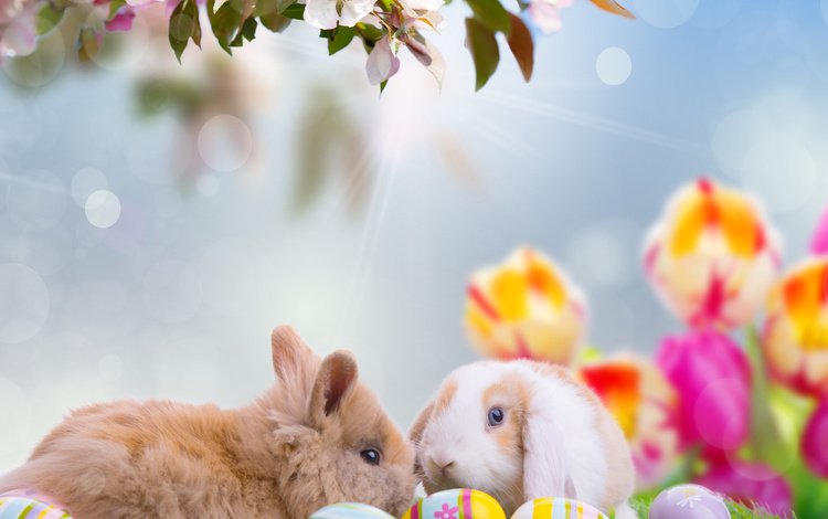 небо, кролики, цветы, пасха, ветка, яйца, природа, праздник, лучи, боке, животные, весна, тюльпаны, the sky, rabbits, flowers, easter, branch, eggs, nature, holiday, rays, bokeh, animals, spring, tulips