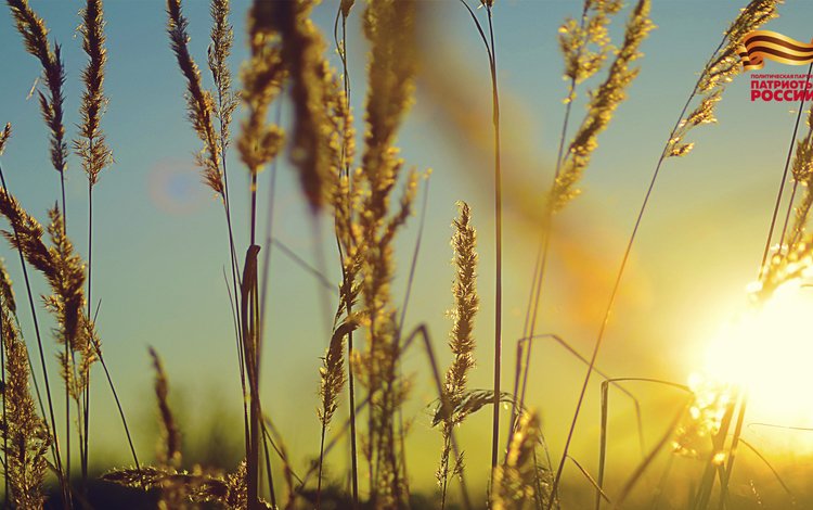 небо, трава, солнце, природа, растения, фон, поле, колоски, the sky, grass, the sun, nature, plants, background, field, spikelets