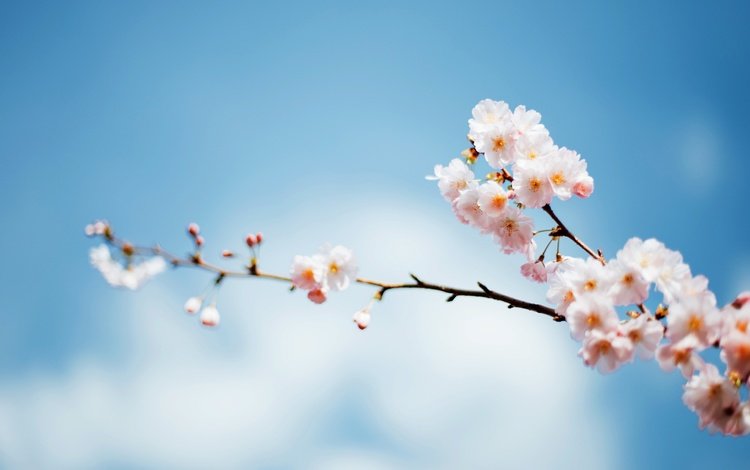 небо, ветка, дерево, цветение, весна, фокус, the sky, branch, tree, flowering, spring, focus