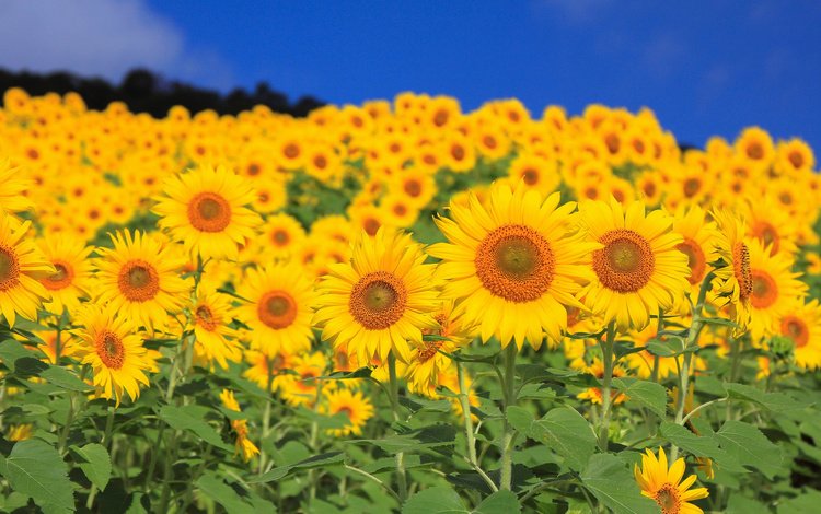 небо, цветы, листья, поле, лепестки, подсолнух, подсолнухи, the sky, flowers, leaves, field, petals, sunflower, sunflowers