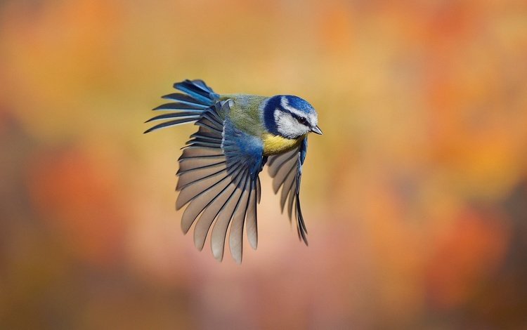 фон, полет, размытость, птица, синица, лазоревка, background, flight, blur, bird, tit, blue tit