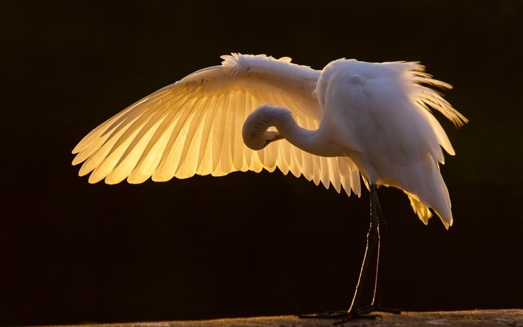 крылья, птицы, клюв, перья, цапля, белая цапля, wings, birds, beak, feathers, heron, white egret