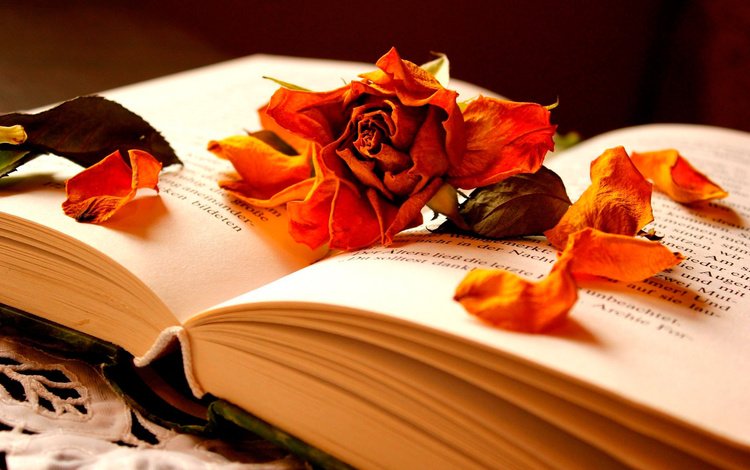 цветок, роза, лепестки, книга, страницы, flower, rose, petals, book, page