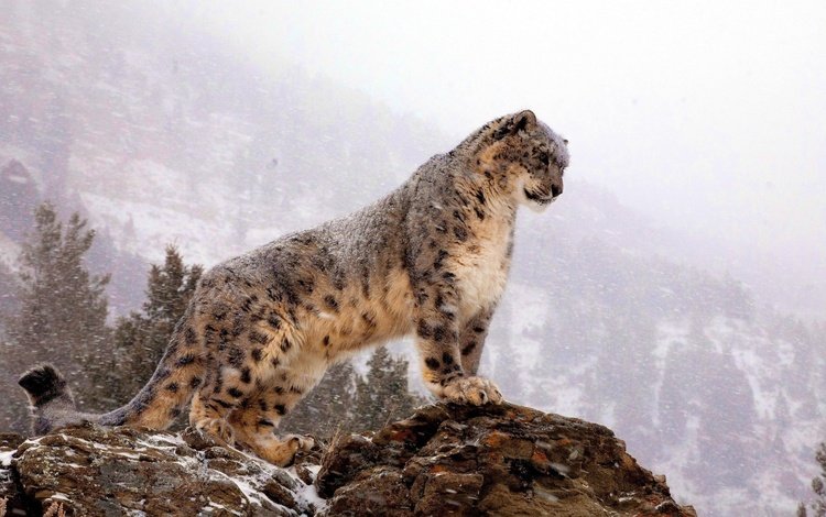 горы, снег, скала, хищник, большая кошка, снежный барс, ирбис, стоит, mountains, snow, rock, predator, big cat, snow leopard, irbis, is