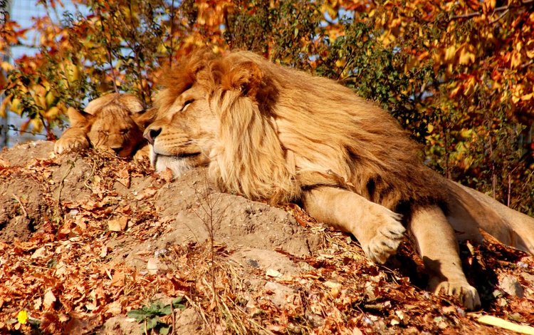 листья, львёнок, осень, сон, спокойствие, отдых, львы, лев, грива, leaves, lion, autumn, sleep, calm, stay, lions, leo, mane