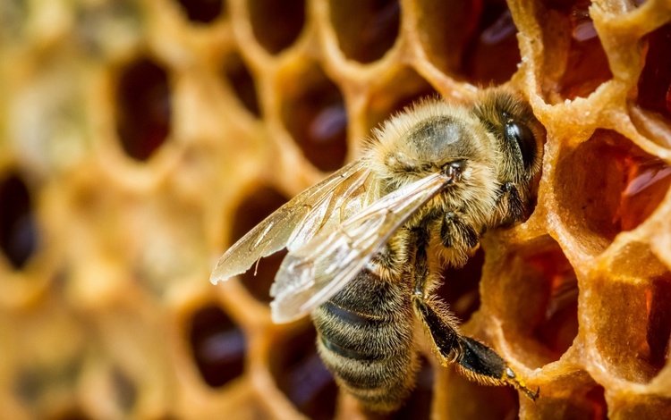 насекомое, соты, пчела, мед, крупным планом, insect, cell, bee, honey, closeup