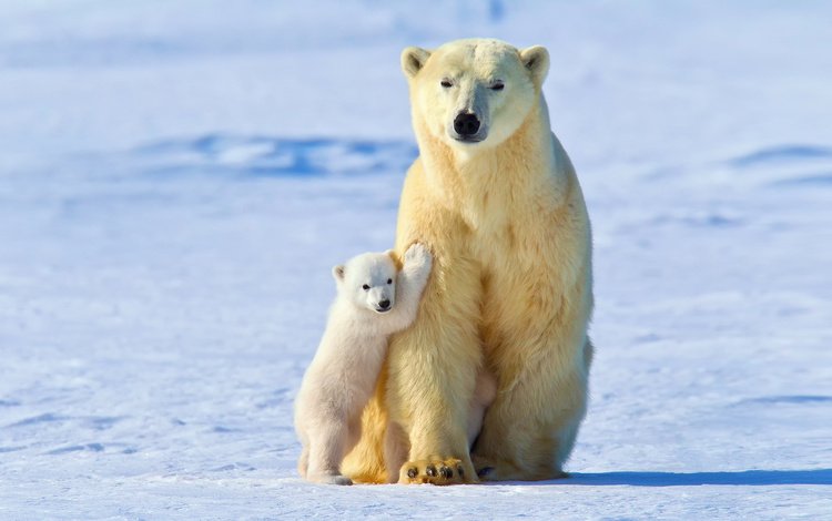 свет, снег, зима, малыш, медведи, белые медведи, медведица, light, snow, winter, baby, bears, polar bears, bear