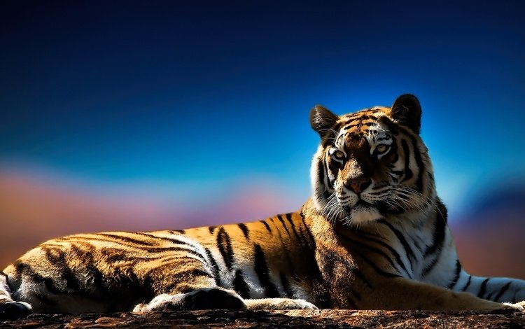 тигр, глаза, морда, фон, взгляд, хищник, tiger, eyes, face, background, look, predator