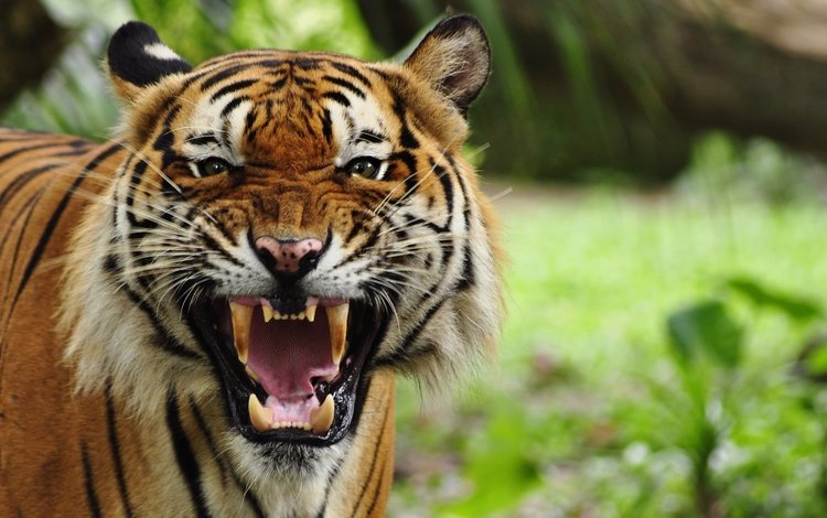 тигр, морда, кошка, ярость, клыки, хищник, пасть, tiger, face, cat, rage, fangs, predator, mouth