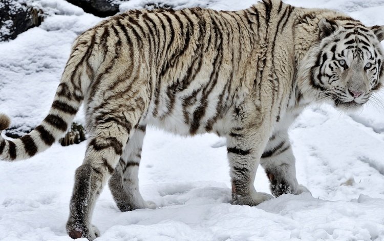 тигр, глаза, морда, снег, взгляд, хвост, белый тигр, tiger, eyes, face, snow, look, tail, white tiger