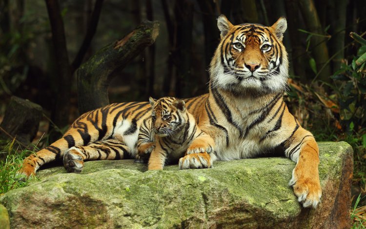 тигр, хищник, камень, тигренок, детеныш, тигрица, тигры, tiger, predator, stone, cub, tigress, tigers