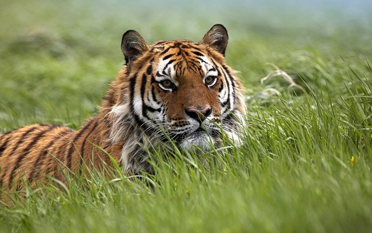 тигр, глаза, морда, трава, природа, животные, взгляд, tiger, eyes, face, grass, nature, animals, look