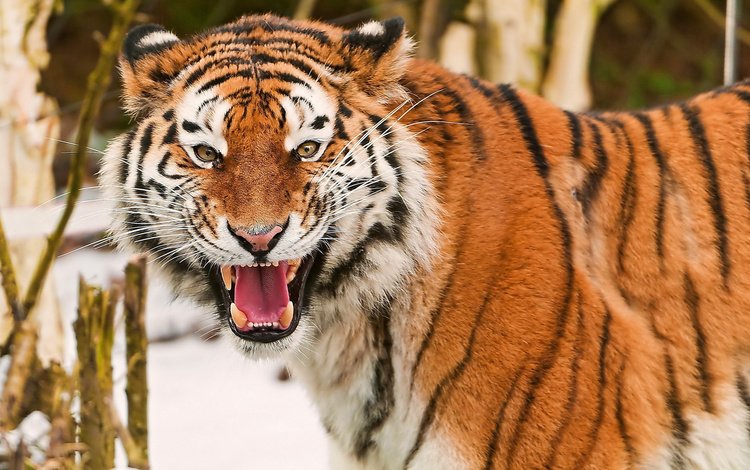 тигр, глаза, морда, взгляд, клыки, зубы, tiger, eyes, face, look, fangs, teeth