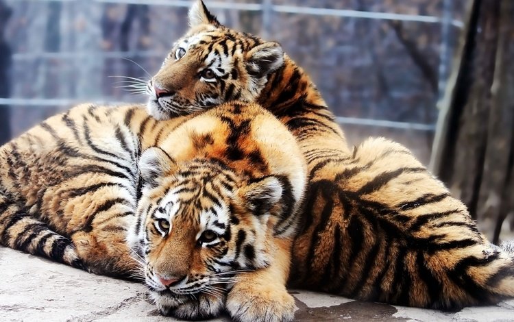 глаза, мордочка, взгляд, тигрята, детеныши, тигры, eyes, muzzle, look, the cubs, cubs, tigers