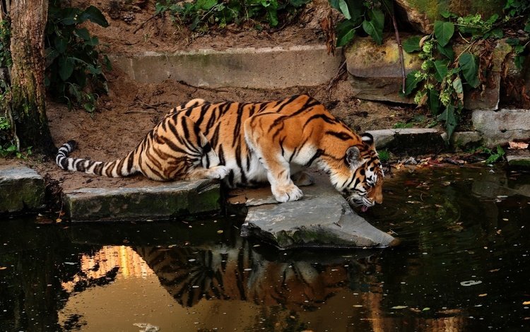 тигр, вода, отражение, хищник, тигры, tiger, water, reflection, predator, tigers