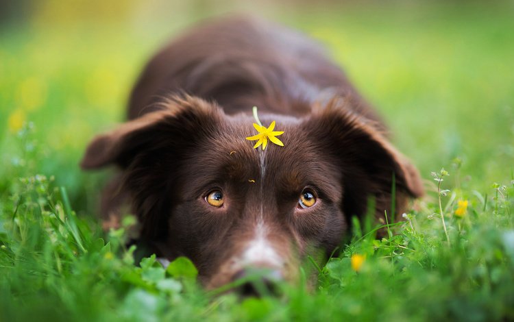 трава, цветок, собака, весна, бордер-колли, iza łysoń, grass, flower, dog, spring, the border collie