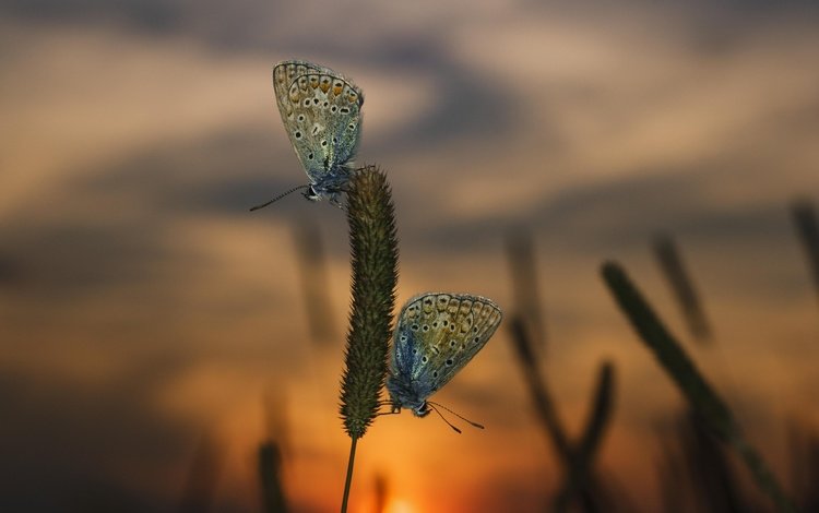 трава, вечер, закат, макро, насекомые, бабочки, grass, the evening, sunset, macro, insects, butterfly