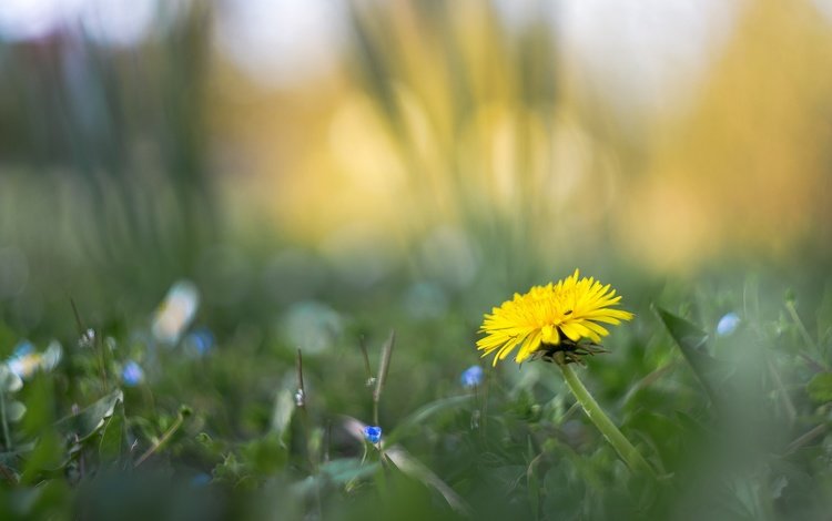 цветы, трава, размытость, весна, одуванчик, flowers, grass, blur, spring, dandelion