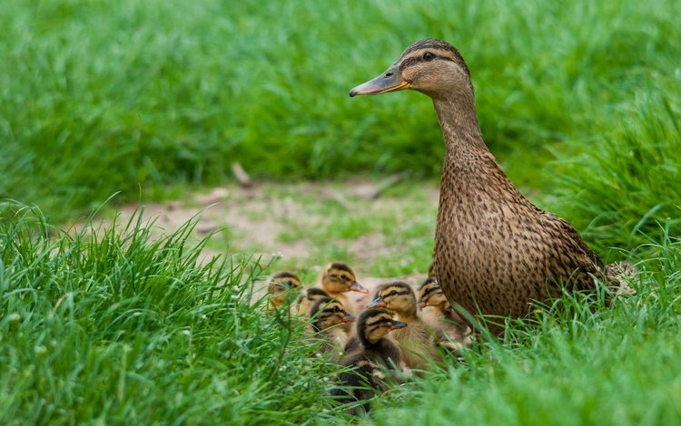трава, птицы, весна, утята, утка, птенцы, grass, birds, spring, ducklings, duck, chicks