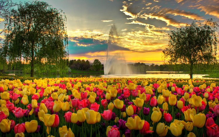 небо, цветы, облака, вечер, парк, фонтан, сша, тюльпаны, the sky, flowers, clouds, the evening, park, fountain, usa, tulips