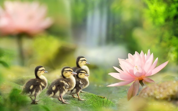 птицы, весна, лотос, пруд, утята, утки, fuyi chen, birds, spring, lotus, pond, ducklings, duck